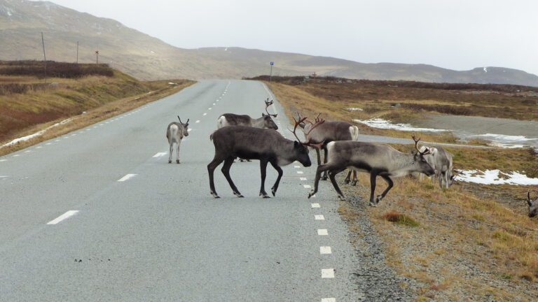 Mehr über den Artikel erfahren Vildmarksvägen – Trappeforsen und Stekenjokk #11