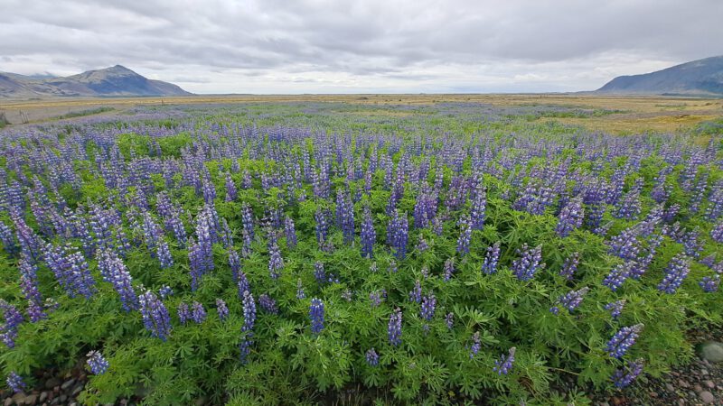 Hoffel-Hot-Tubs Blumenfeld