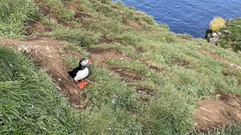 Puffin