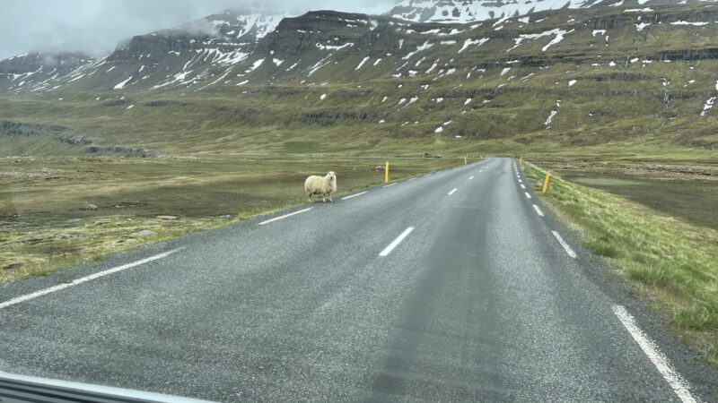 unterwegs-auf-dem-Pass - ein Schaf