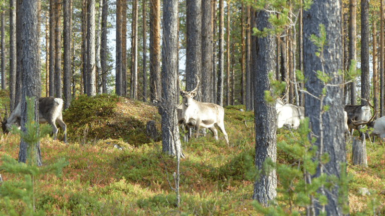 Mehr über den Artikel erfahren Regenzeit in Jokkmokk #45